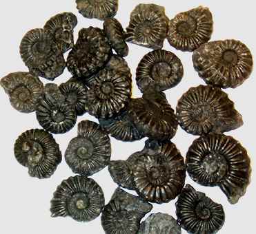 Black Ammonite - Peru