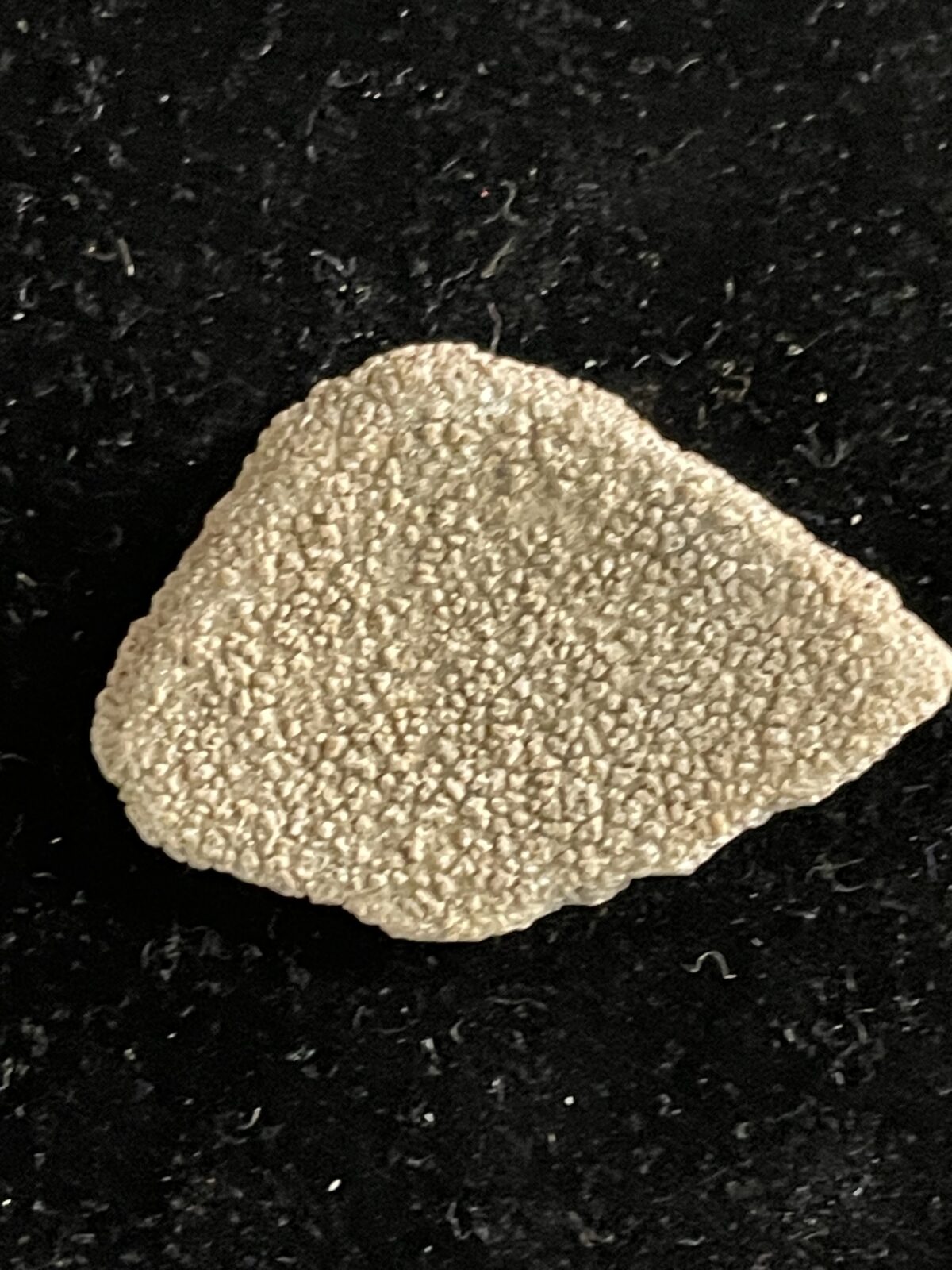 Dinosaur Eggshell Fragment
