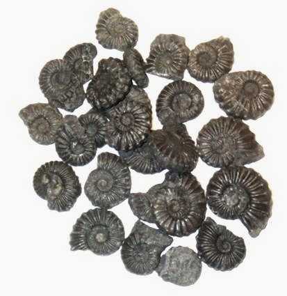 Fossil Black Ammonite - Peru