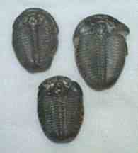 Fossil Trilobite Elrathia kingii