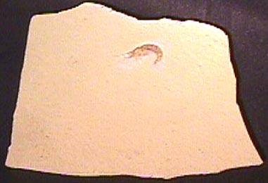 Fossil Shrimp on matrix. Hefriga serrata