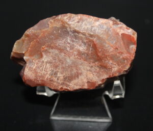 Fossil Wood - Arizona