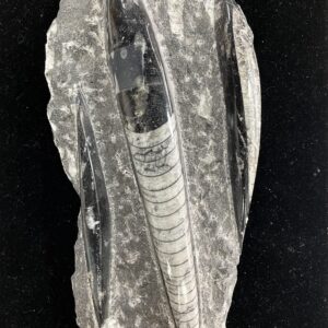 Polished Orthoceras