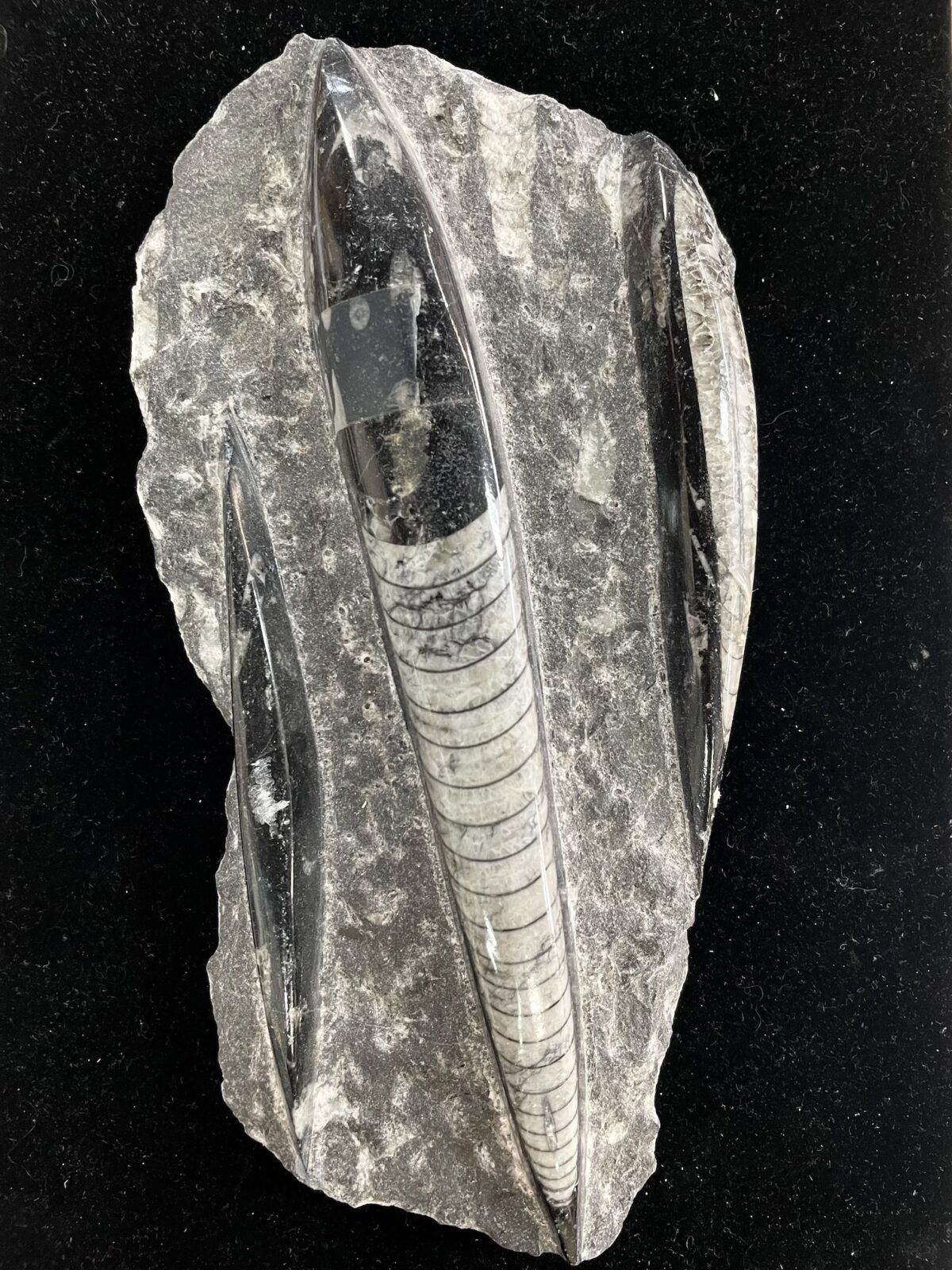 Polished Orthoceras