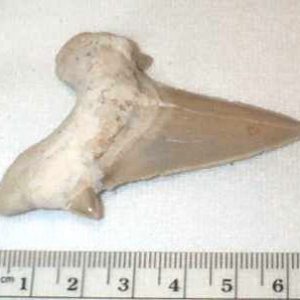 Fossil Shark Tooth