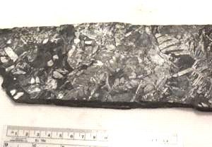 White Fossil Pecopteris leaves