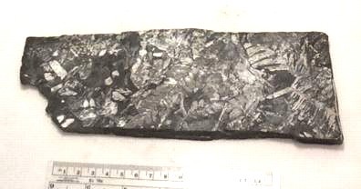 White Fossil Pecopteris leaves