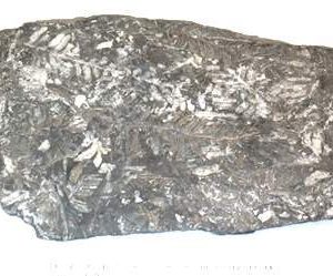 White Fossil Pecopteris leaves