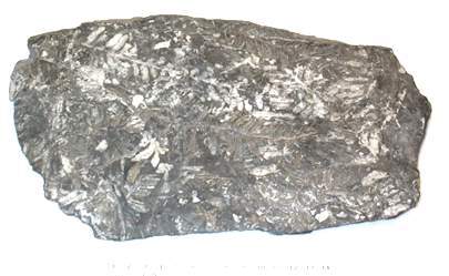 White Fossil Pecopteris leaves