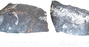 White Fossil Pecopteris leaves