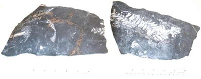 White Fossil Pecopteris leaves