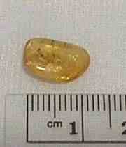 Dominican Republic amber with insect