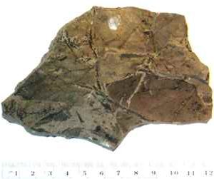 Alaskan Fossil leaves
