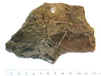 Alaskan Fossil leaves