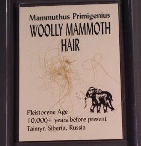 Woolly Mammoth Hair