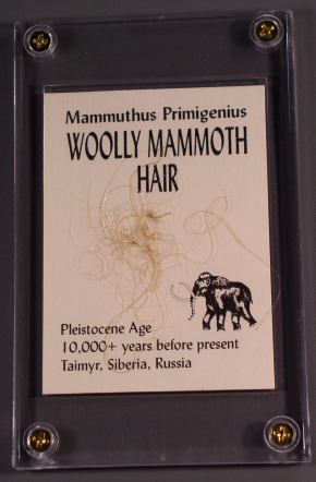 Woolly Mammoth Hair