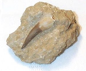 Fossil Plesiosaur Tooth in Matrix
