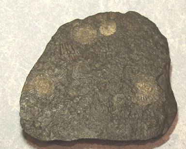 Fossil Dactylioceras ammonite - Germany