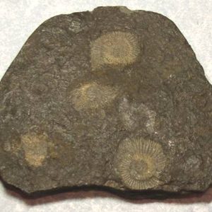 Fossil Dactylioceras ammonite - Germany