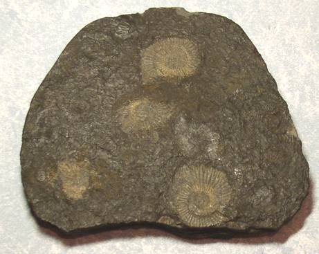 Fossil Dactylioceras ammonite - Germany