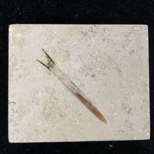 Fossil Belemnite