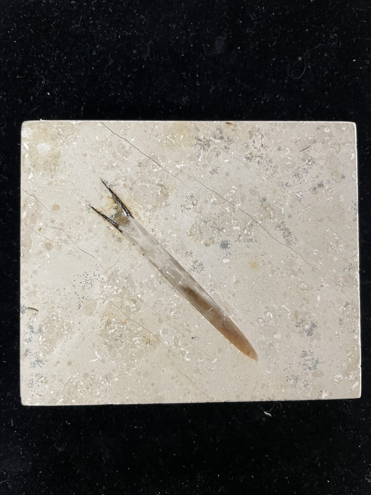Fossil Belemnite