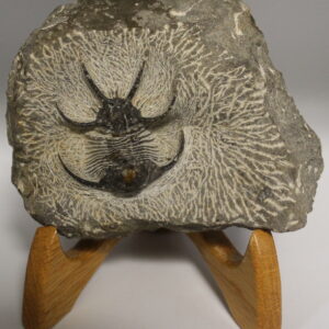 Fossil Trilobite Ceratarges