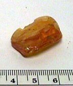 Dominican Republic amber