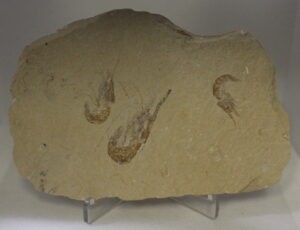 Shrimp - Caropenaeus Callirostris