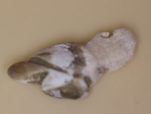Moche Shell Bird (Small)