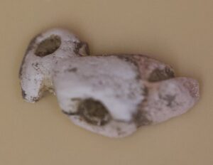 Moche Shell Bird (Small)