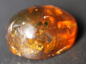Insect in Amber