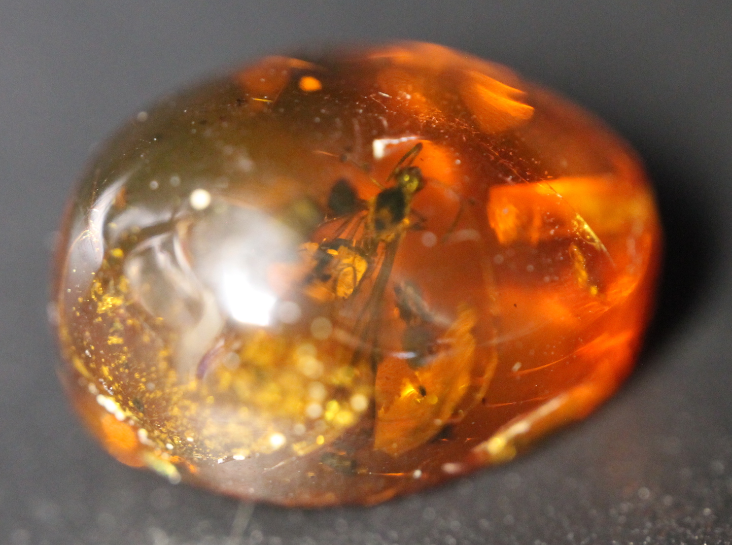 Insect in Amber
