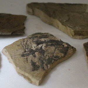 Fossil Fish Found in Wyoming