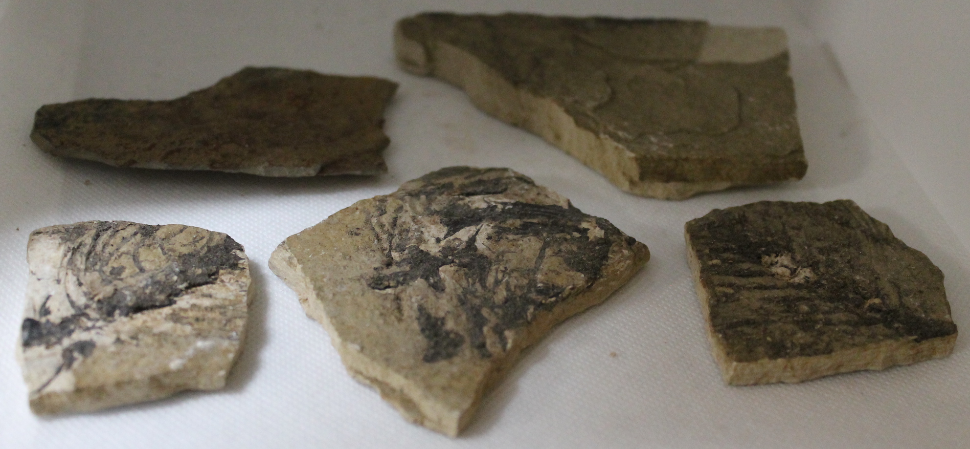 Fossil Fish Found in Wyoming