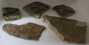 Fossil Fish - Found in Wyoming