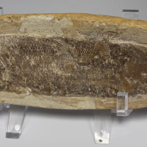Paralipsis Cearensis (Fossil Gar)