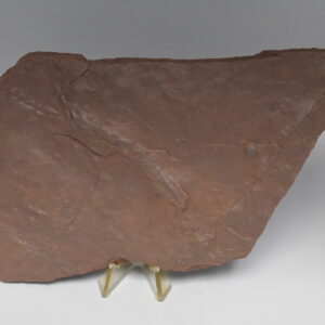 Dinosaur Batrachopus Foot Prints