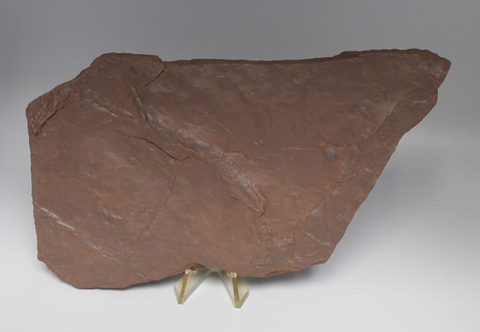 Dinosaur Batrachopus Foot Prints