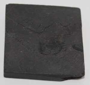 Marrella Splendens (An arthropod)