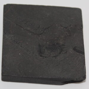 Marrella Splendens (An arthropod)