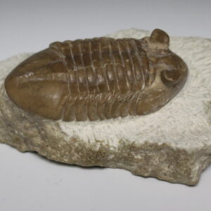Trilobite Asaphus Latus Hoplollchoides