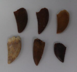 African T-Rex Dinosaur Tooth