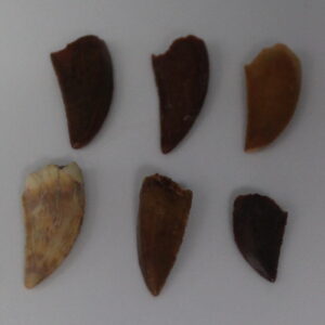 African Dinosaur Tooth