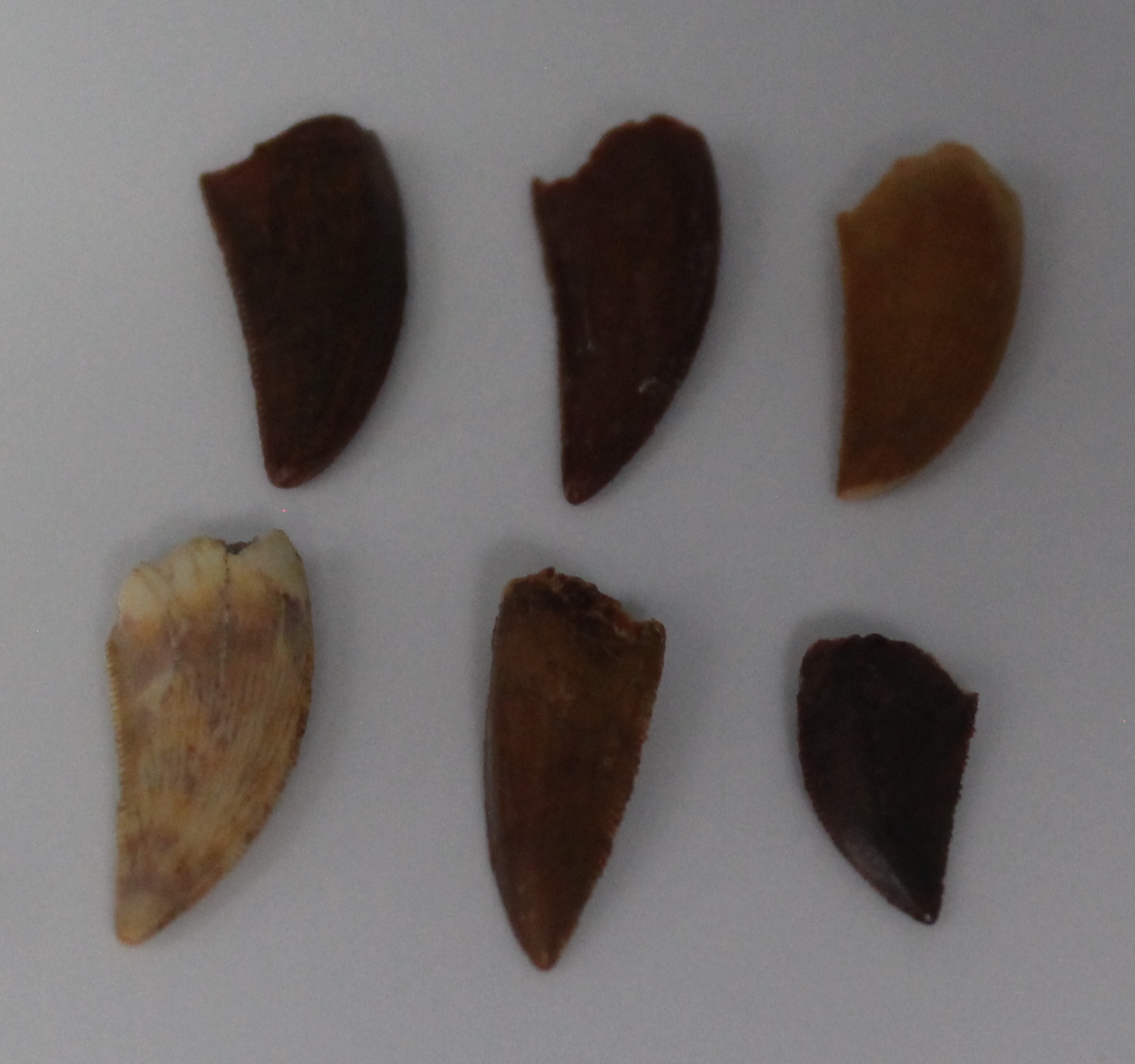 African Dinosaur Tooth